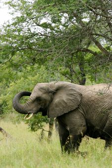 African Elephants Stock Photo African Elephants Stock Photo