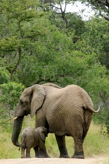 African Elephants Royalty Free Stock Images African Elephants Royalty Free Stock Images