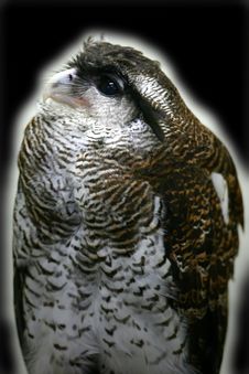 Malay Eagle Owl Stock Images