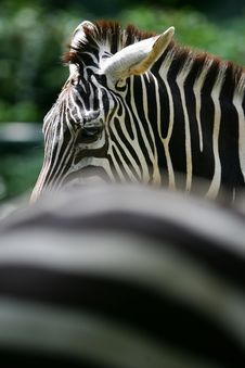 African Zebra Stock Photo