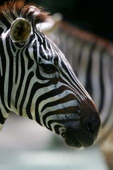 African Zebra Stock Image