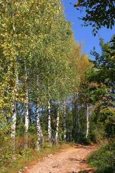 Atumn Birch Tree Stock Photo Atumn Birch Tree Stock Photo