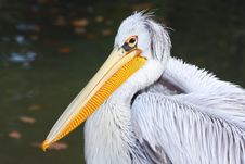 Pelican Portrait Royalty Free Stock Photo Pelican Portrait Royalty Free Stock Photo