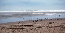 Oystercatchers On Brora A Beach,Sutherland, Scotland, UK Stock Photography Oystercatchers On Brora A Beach,Sutherland, Scotland, UK Stock Photography