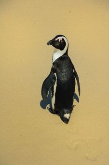 African Penguin Royalty Free Stock Image