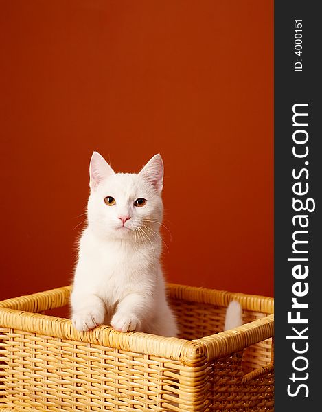 Portrait of white pretty cat. Portrait of white pretty cat