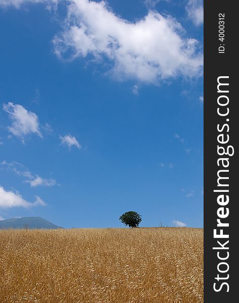 Field of oats ready for harvesting