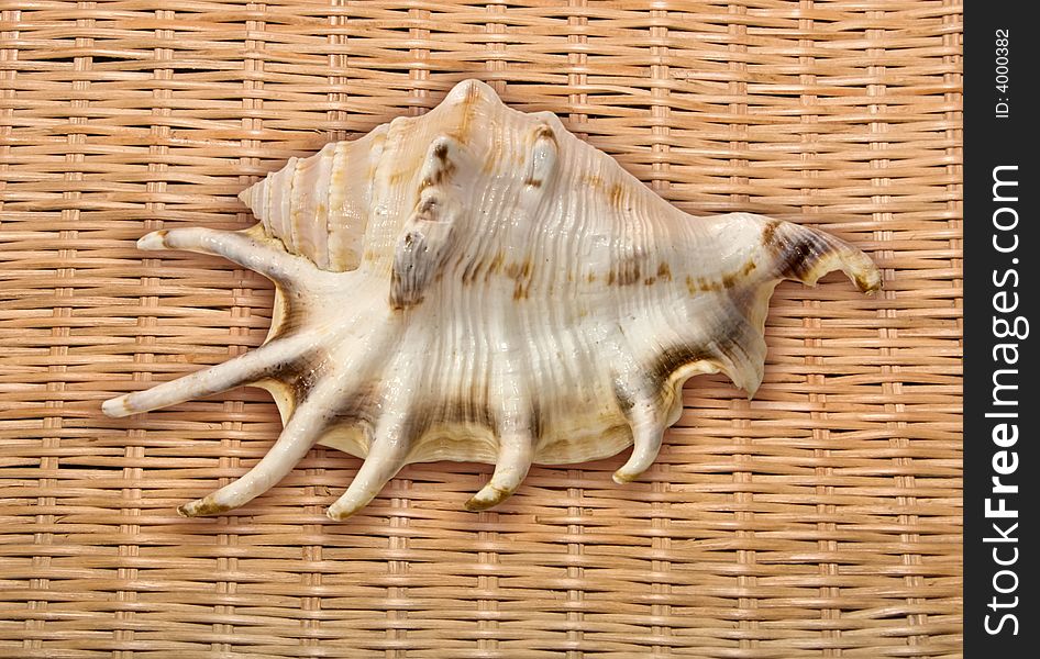 Sea shell on a wattled background