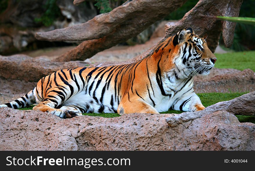 A digital image of a tiger in a zoo in Tenerife.