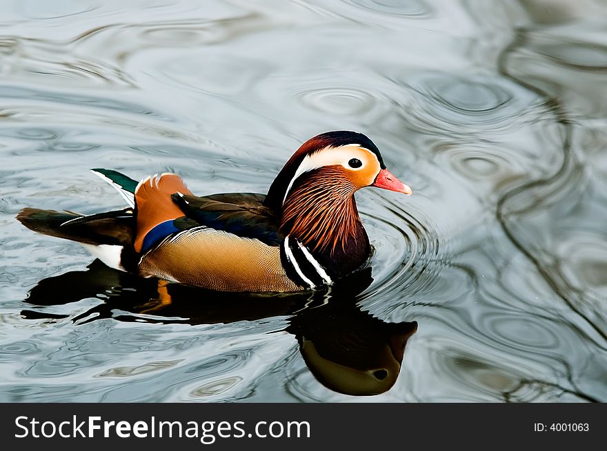 Beutiful mandarin duck in lake