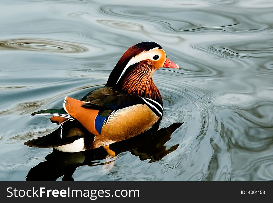 Beutiful mandarin duck in lake