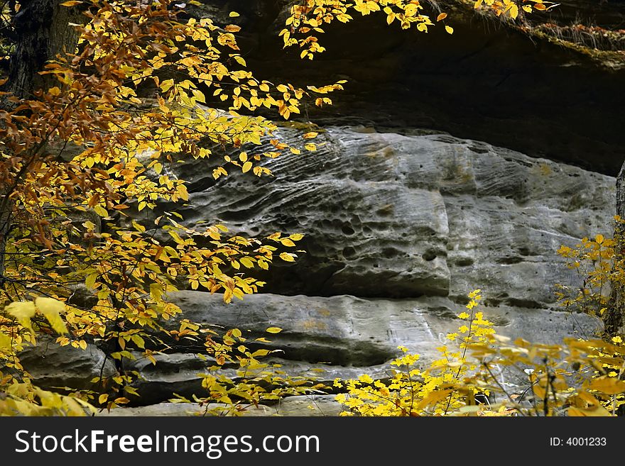 Yellow leaves on a background of a stone rock. Yellow leaves on a background of a stone rock