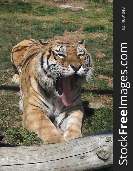 A tiger lying on its stomach yawning. A tiger lying on its stomach yawning