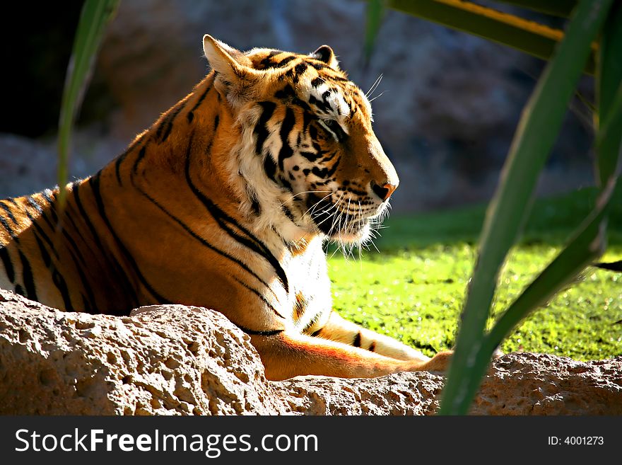 A digital image of a tiger in a zoo in Tenerife. A digital image of a tiger in a zoo in Tenerife.