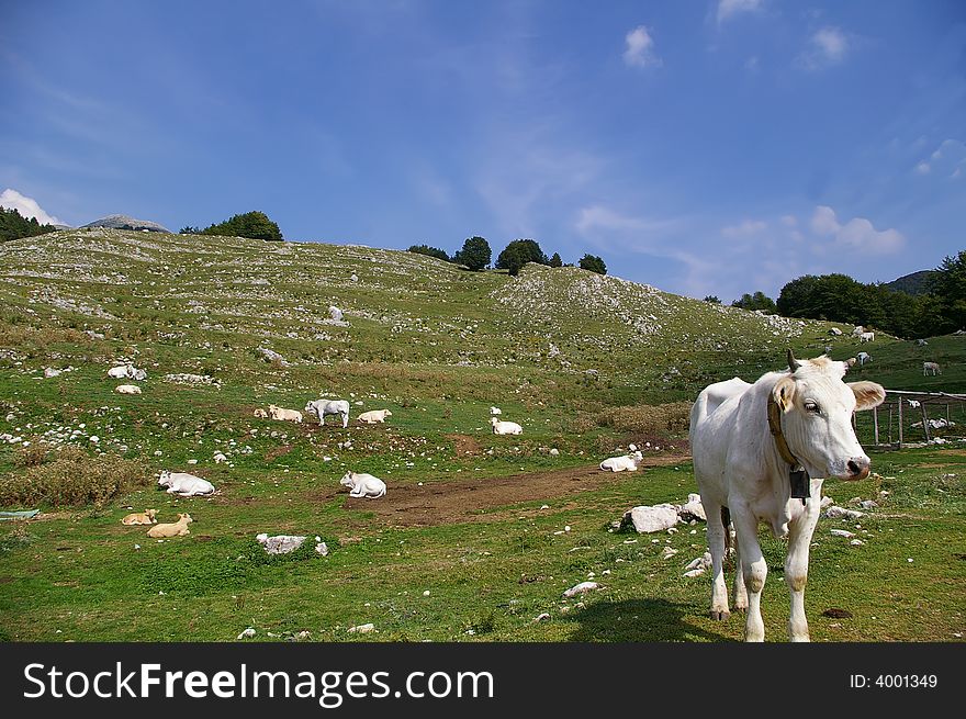 A cow in high pasture on Abruzzo national park. A cow in high pasture on Abruzzo national park