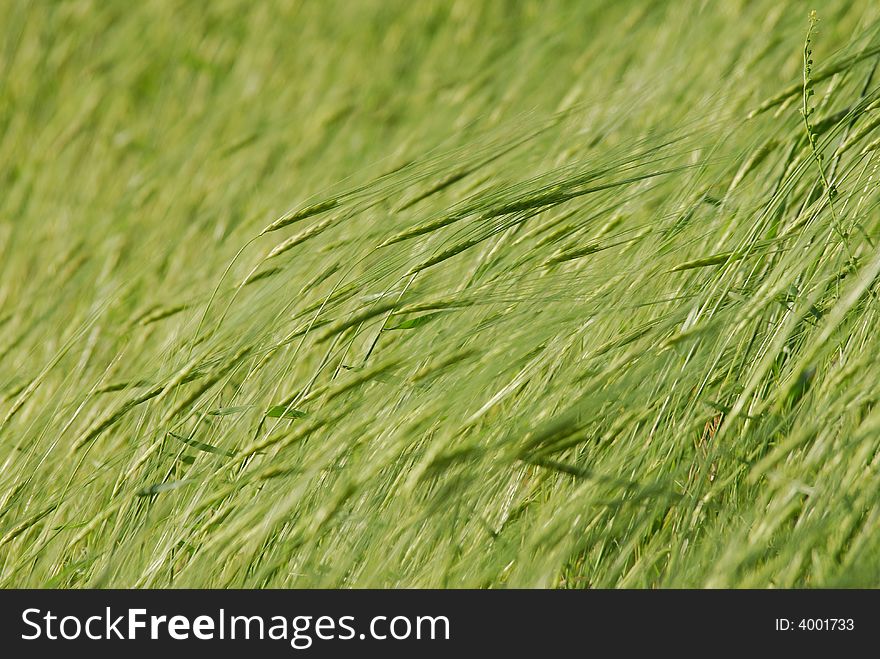 A green barley on growing a field