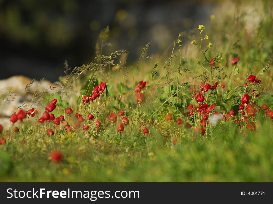 A meadow full of red blossoms