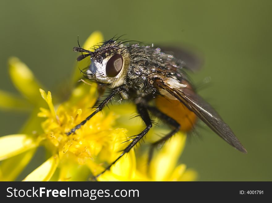 Hairy fly resting on yellow flower at the end of the summer