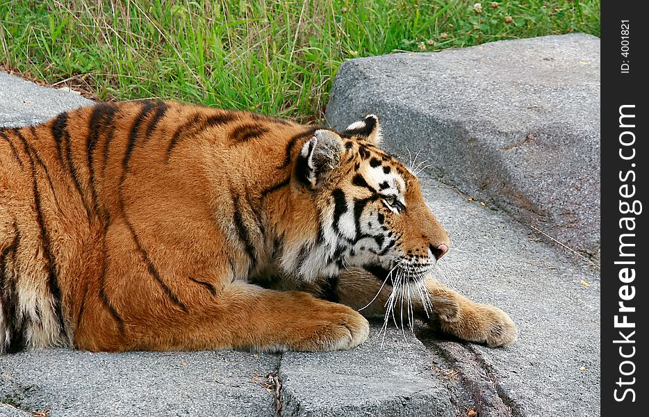 Siberian Tiger Getting Ready to Pounce on a Meal