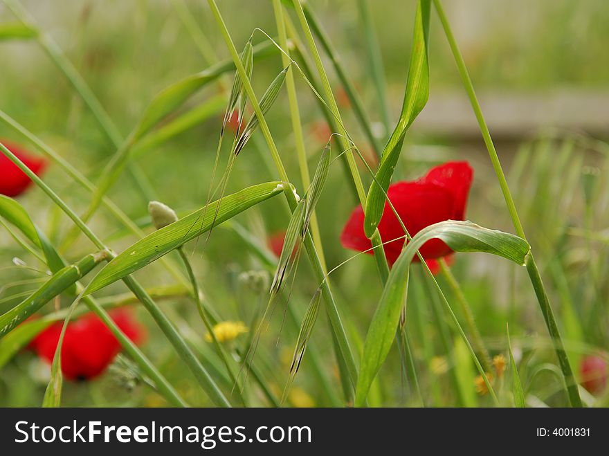 A red blooming poppy on a meadow. A red blooming poppy on a meadow