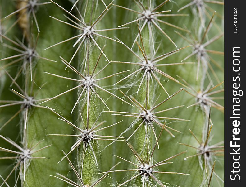 Macro shot of cactus spines. Macro shot of cactus spines