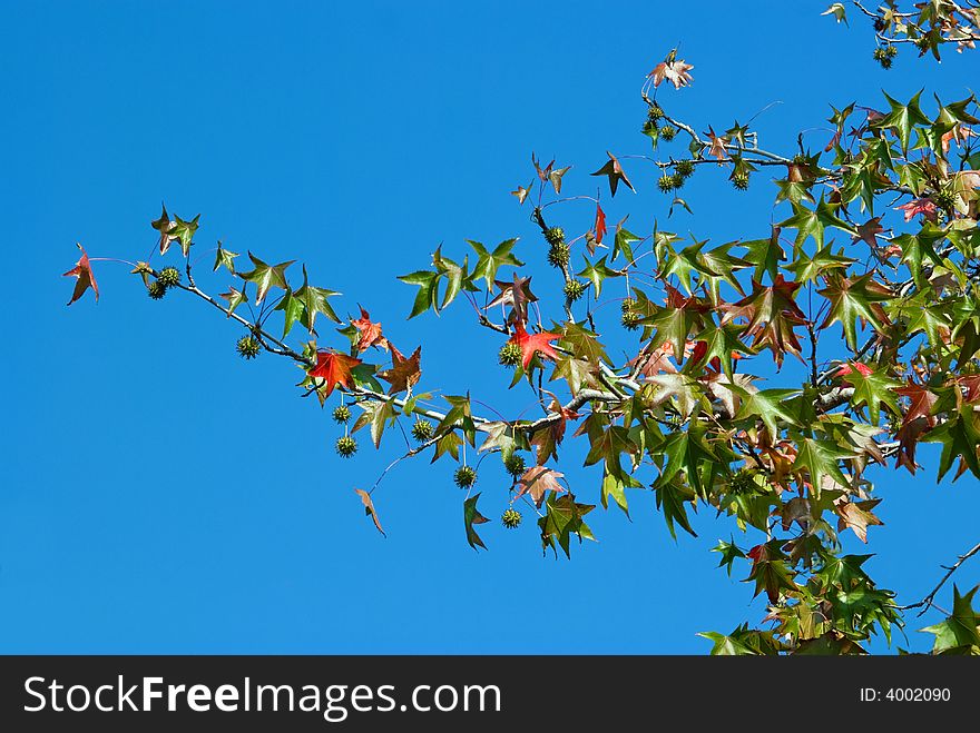 Leafs In The Sky