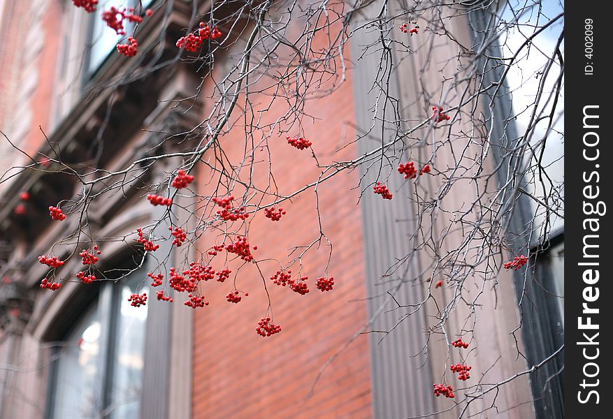 Red berries on empty branches against building background. Red berries on empty branches against building background