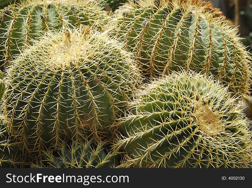 Four small spiky cactuses growing together