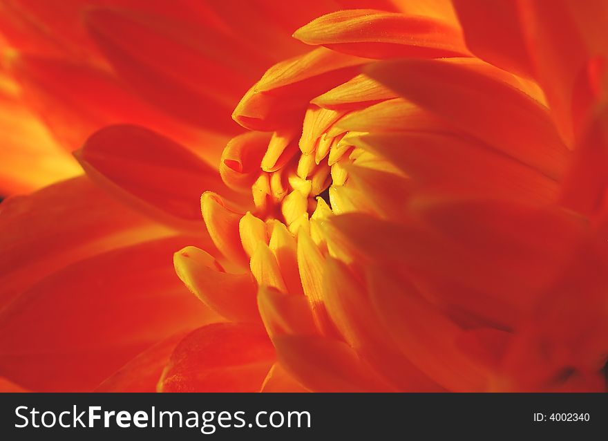 That is a orange and yellow Dahlia.