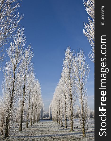 Scenic winter landscape, trees with snow