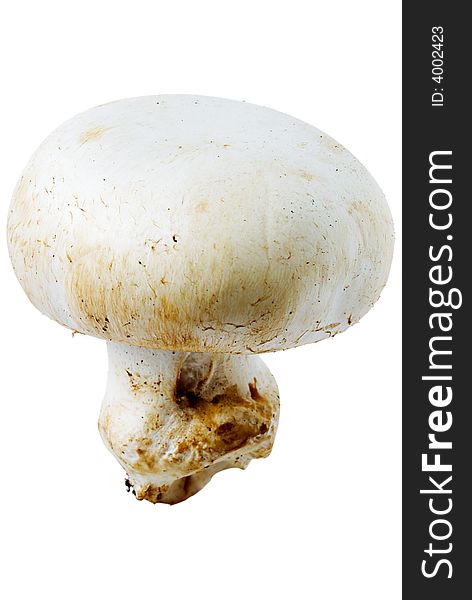 A closed up shot of a meadow mushroom isolated on white with clipping path