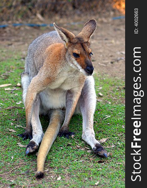 A kangaroo is a marsupial from the family Macropodidae