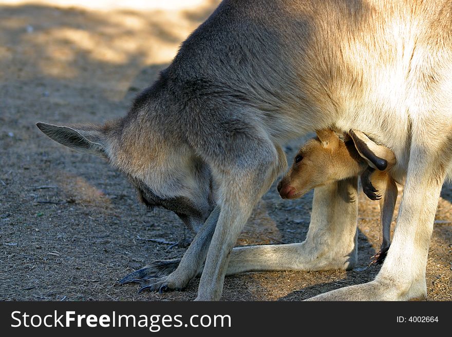 A kangaroo is a marsupial from the family Macropodidae