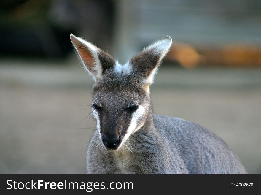 A kangaroo is a marsupial from the family Macropodidae