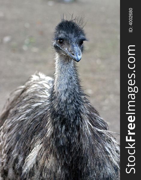 The Emu, Dromaius novaehollandiae, is the largest bird native to Australia