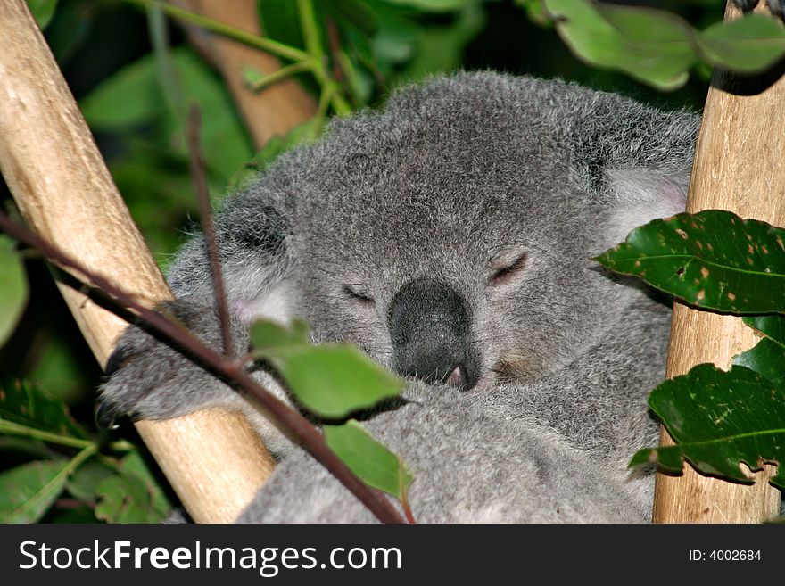 The Koala (Phascolarctos cinereus) is a thickset arboreal marsupial herbivore native to Australia. The Koala (Phascolarctos cinereus) is a thickset arboreal marsupial herbivore native to Australia