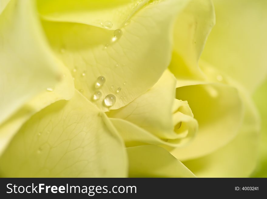 Yellow Rose With Waterdrops