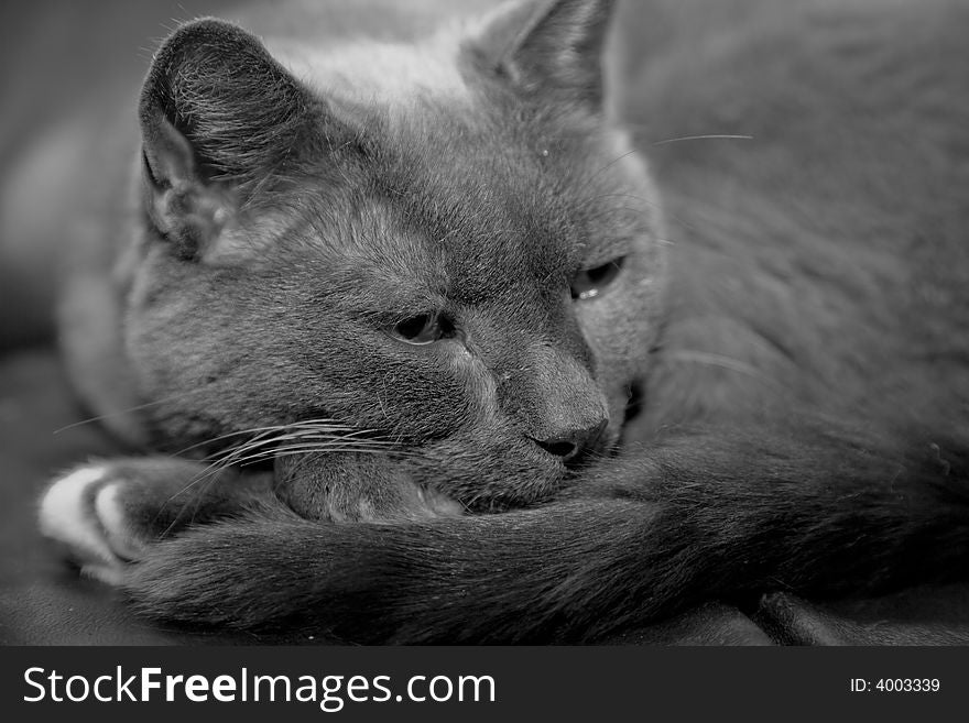 Cat In Black And White