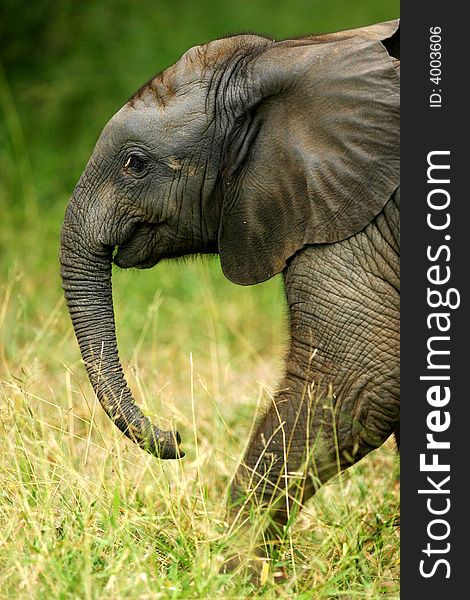 A shot of a herd of African Elephants