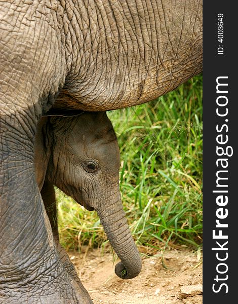 A shot of a herd of African Elephants