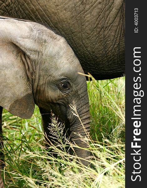 A shot of a herd of African Elephants