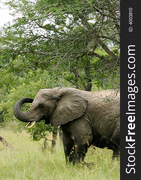 A shot of a herd of African Elephants