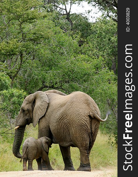 A shot of a herd of African Elephants