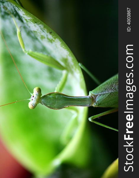 A close up shot of a Praymantis. A close up shot of a Praymantis