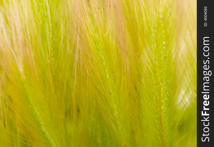 Natural floral background based on feather grass. Natural floral background based on feather grass