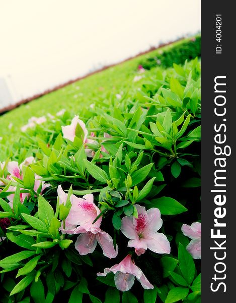 Large green leaves and red flowers.