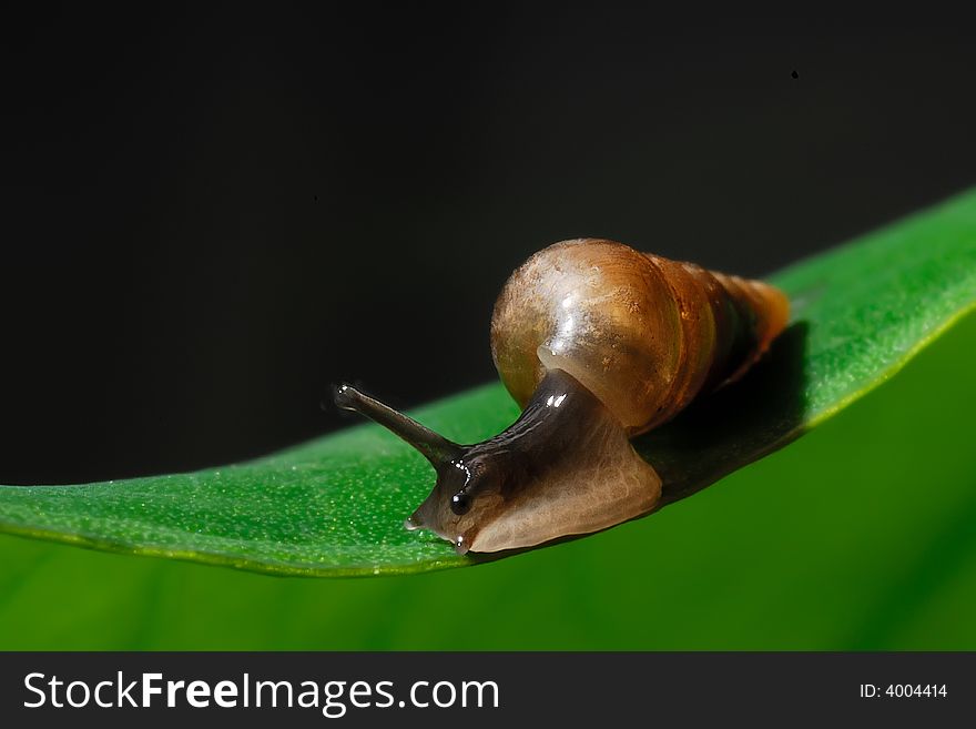 Tiny snail on green leave with black background
