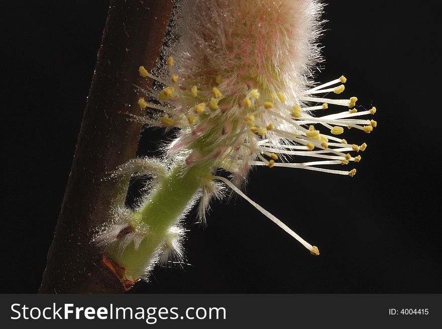 Macro shot on tiny bean sprouts like flower. Macro shot on tiny bean sprouts like flower