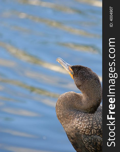 A large cormorant bird sitting at the waters edge enjoying the warm Florida sun.