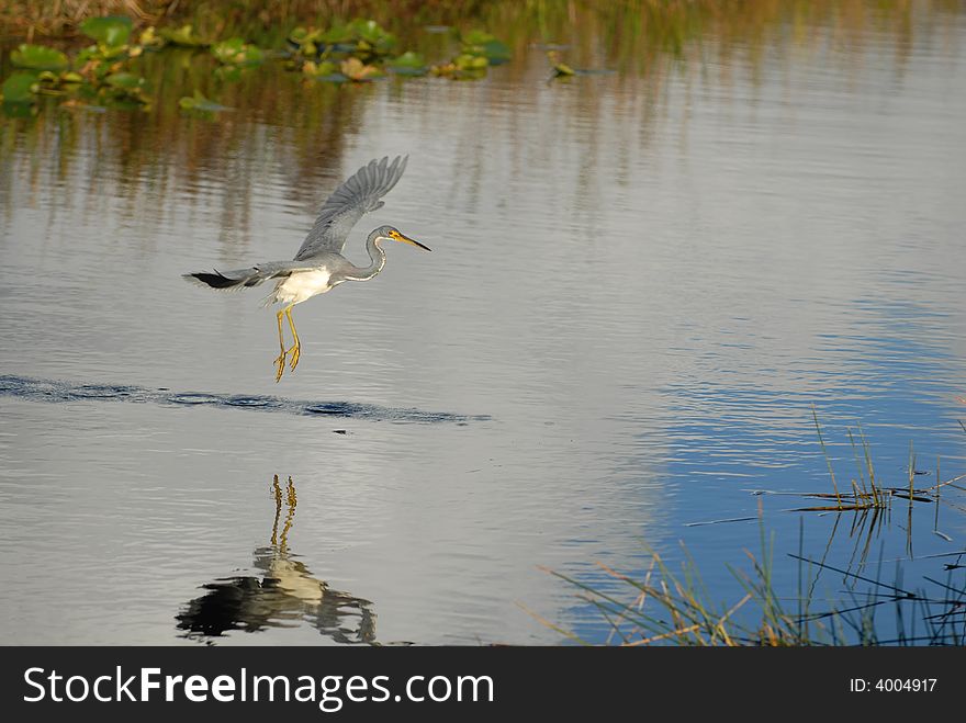 Tricolored Heron